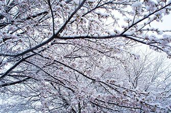 雪化粧の桜の木