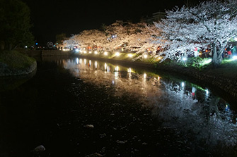 お堀に映り込む松本城と桜の姿 1