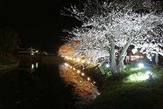 お堀に映り込む松本城と桜の姿 2