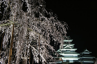 お堀に映り込む松本城と桜の姿 3