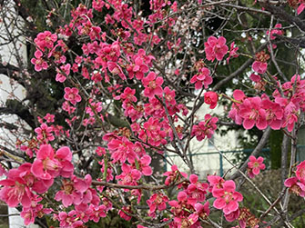 赤い梅の花