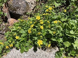 ミヤマキンバイ