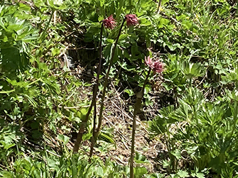 ショウジョウバカマ