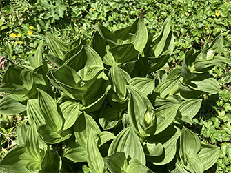 コバイケイソウ