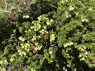 アオノツガザクラ