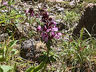 ヨツバシオガマ