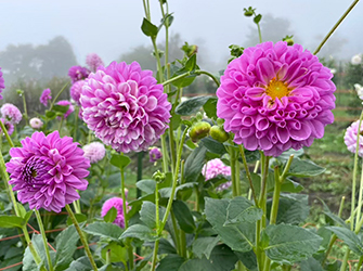 榛の粧（はるのよそおい）