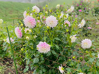 ギッツパーフェクション