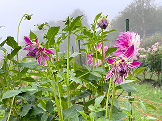 ウエディングマーチ