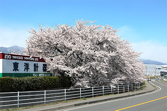 東洋計器本社の桜1