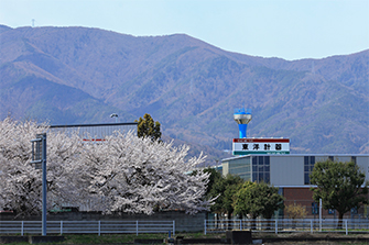 東洋計器本社の桜3