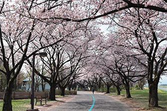 信州スカイパークの桜1