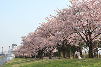 信州スカイパークの桜2