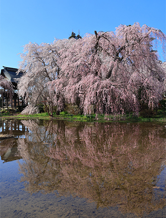 安養寺の桜