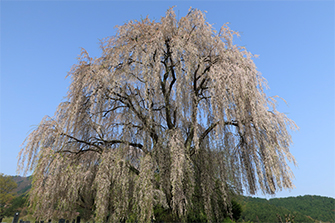 田多井地区の桜