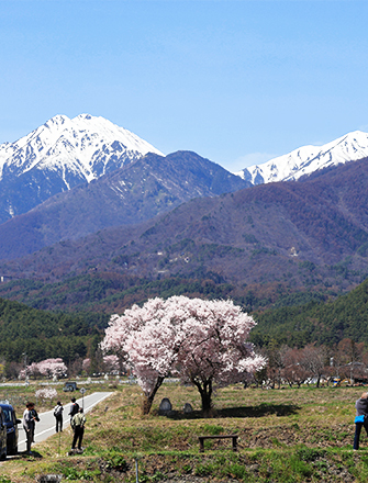 常念道祖神の桜