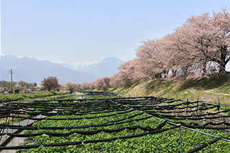 穂高わさび園の桜
