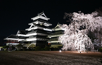 松本城の夜桜1