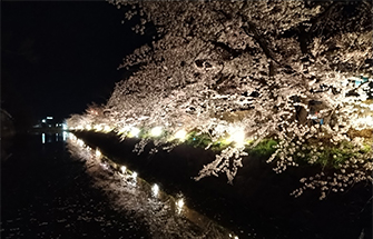 松本城の夜桜3